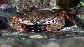 Birmanie - Mergui - 2018 - DSC02695 - Blue spotted swiming crab - Portunus sanguinolentus